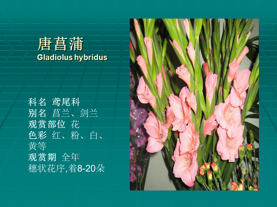 常见插花花材40种PPT资料.ppt_第2页