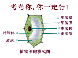 七年级上册课件：第二单元第一章第四节细胞的生活.ppt