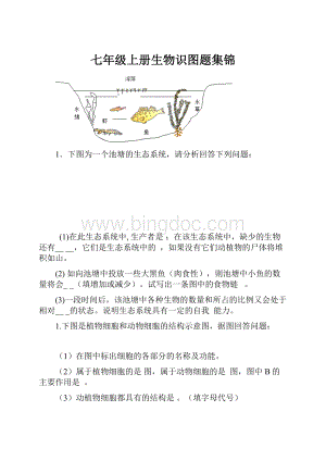 七年级上册生物识图题集锦Word下载.docx