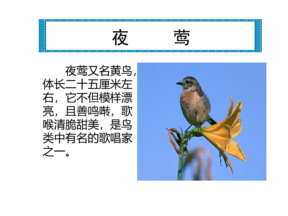 四年级语文下册第12课-《夜莺的歌声》ppt课件.ppt_第1页
