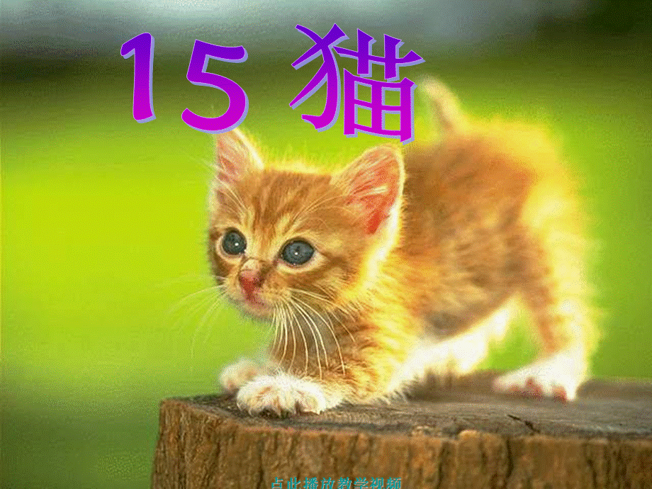 15《猫》PPT课件2..ppt