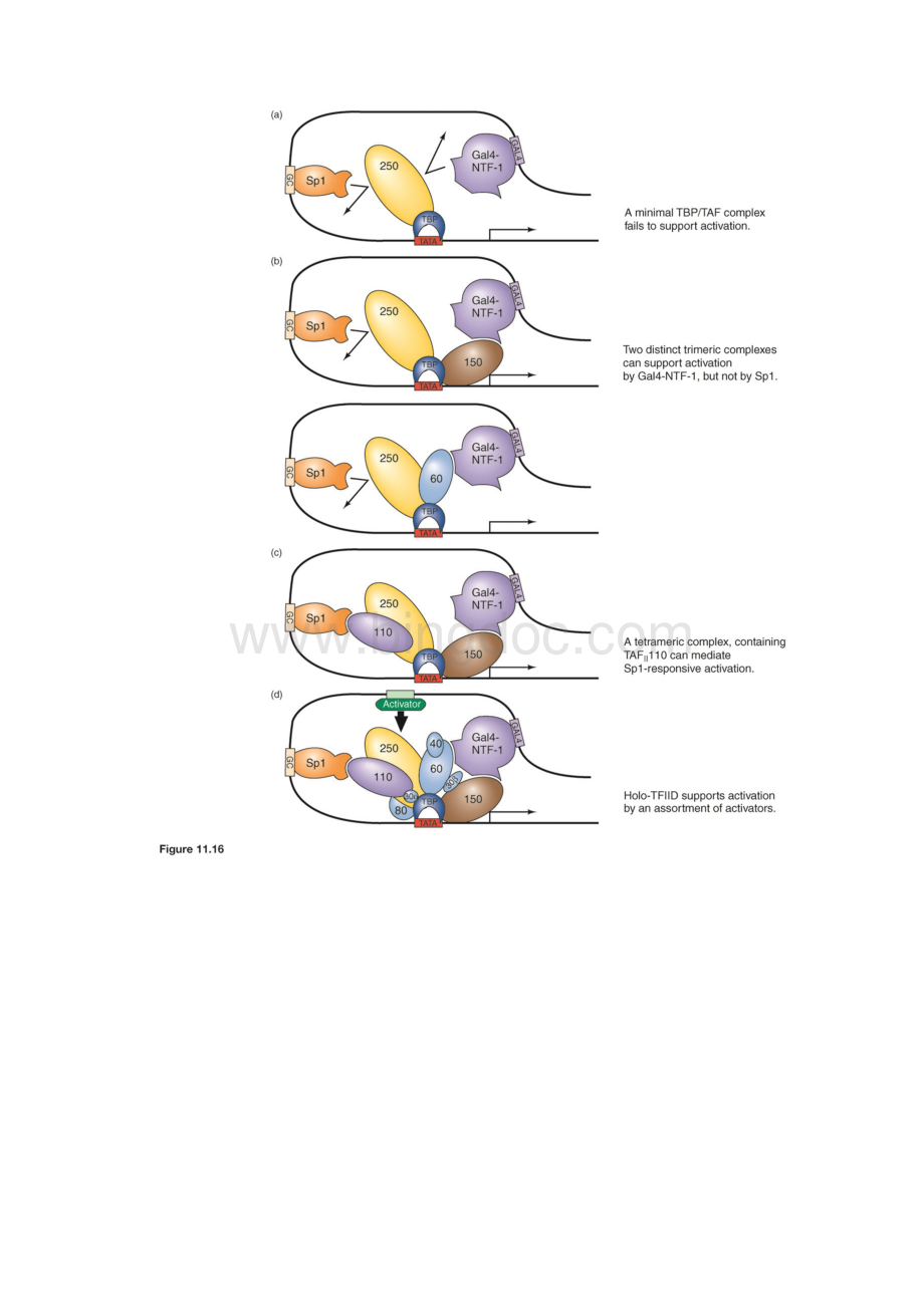分子生物学图片11Word下载.docx_第2页