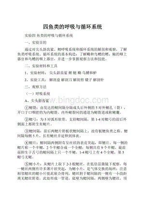 四鱼类的呼吸与循环系统Word文档格式.docx