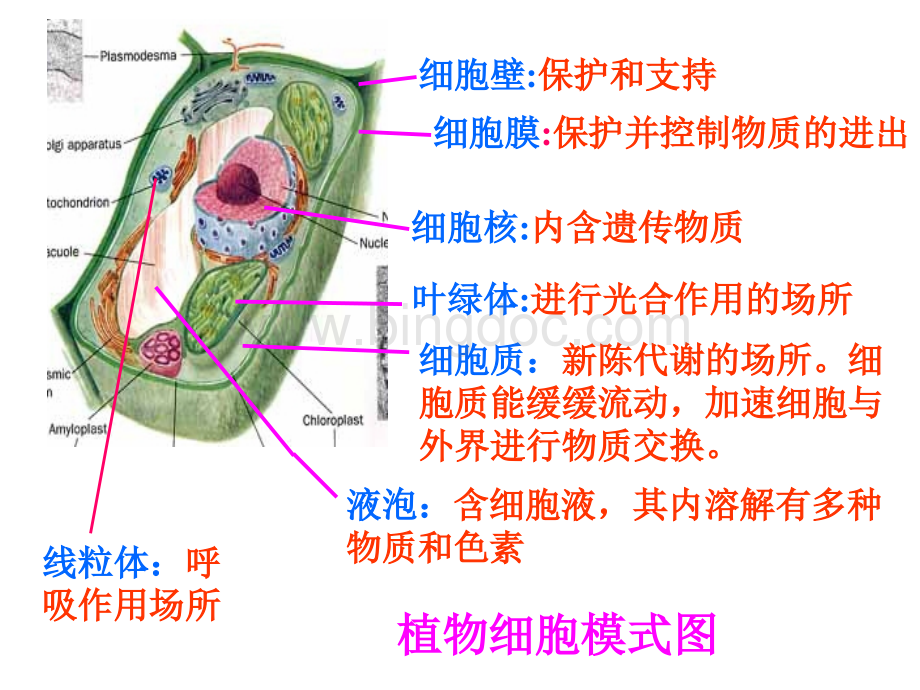 细胞的结构和生活复习(九).pptx_第2页