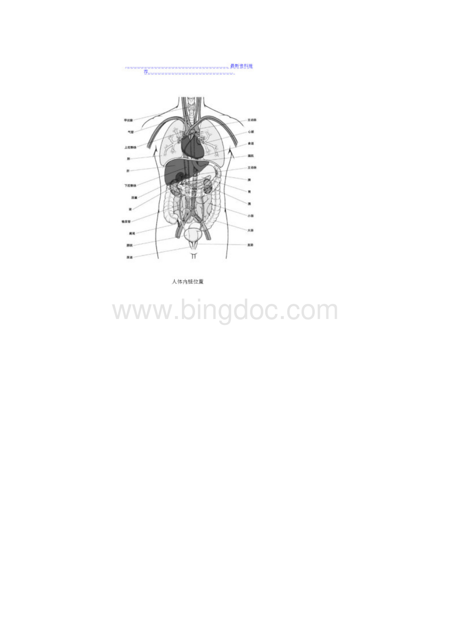 人体内脏分布图.docx_第2页