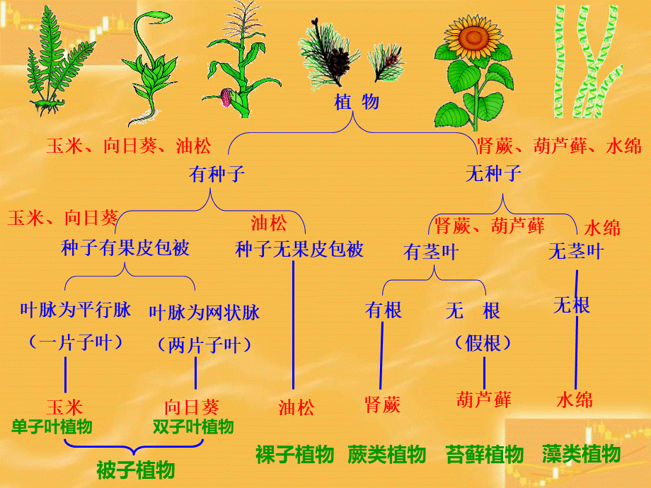 人教版八年级上册第六单元第一章第一节尝试对生物进行分类课件ppt.ppt_第3页