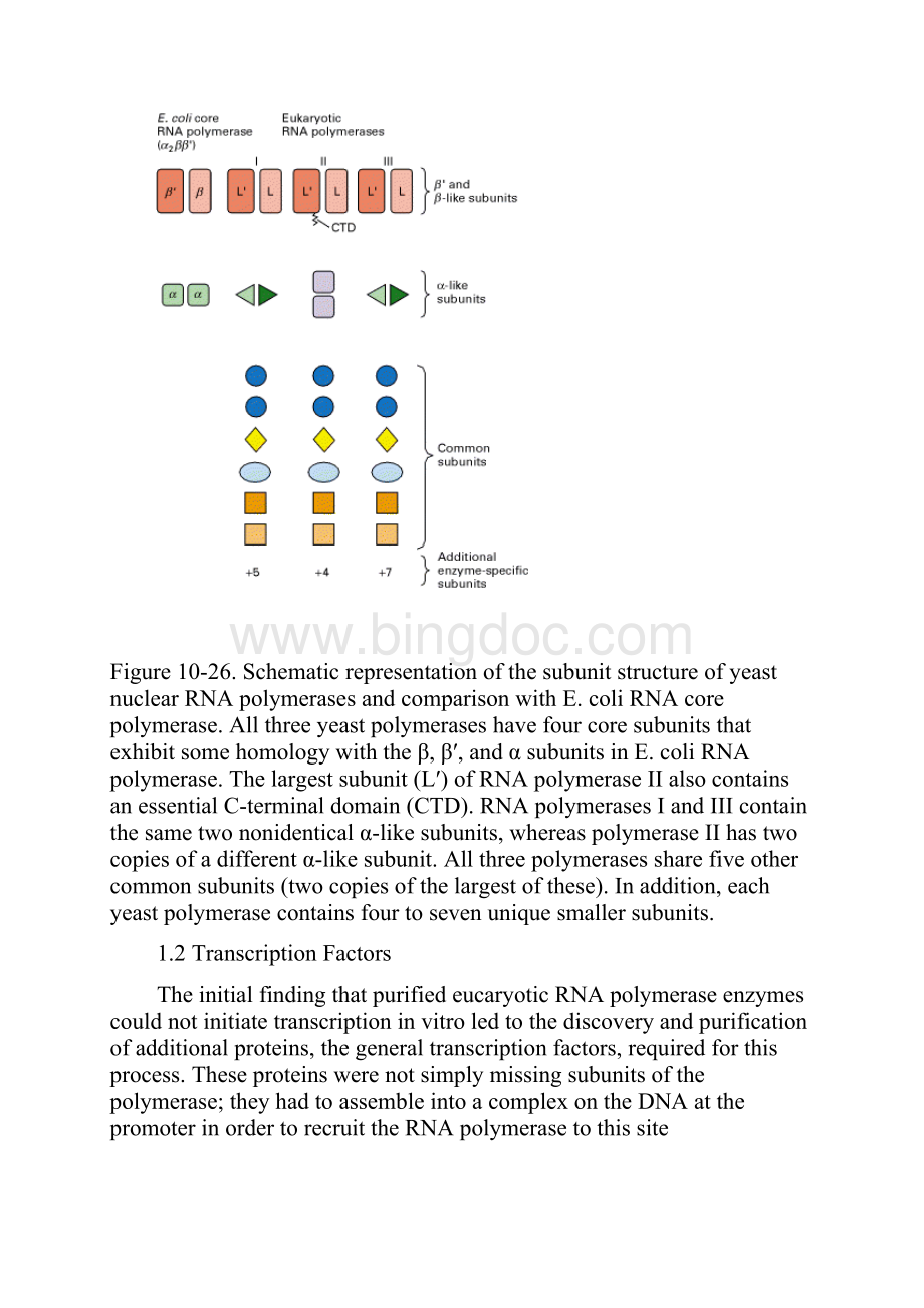 分子生物学Chapter 8 Eukaryotic RNA TranscriptionWord文档下载推荐.docx_第3页