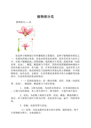 植物部分花.docx