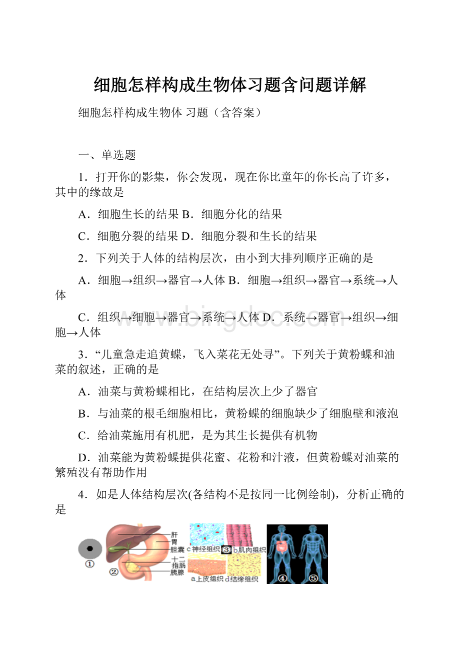 细胞怎样构成生物体习题含问题详解Word文档格式.docx