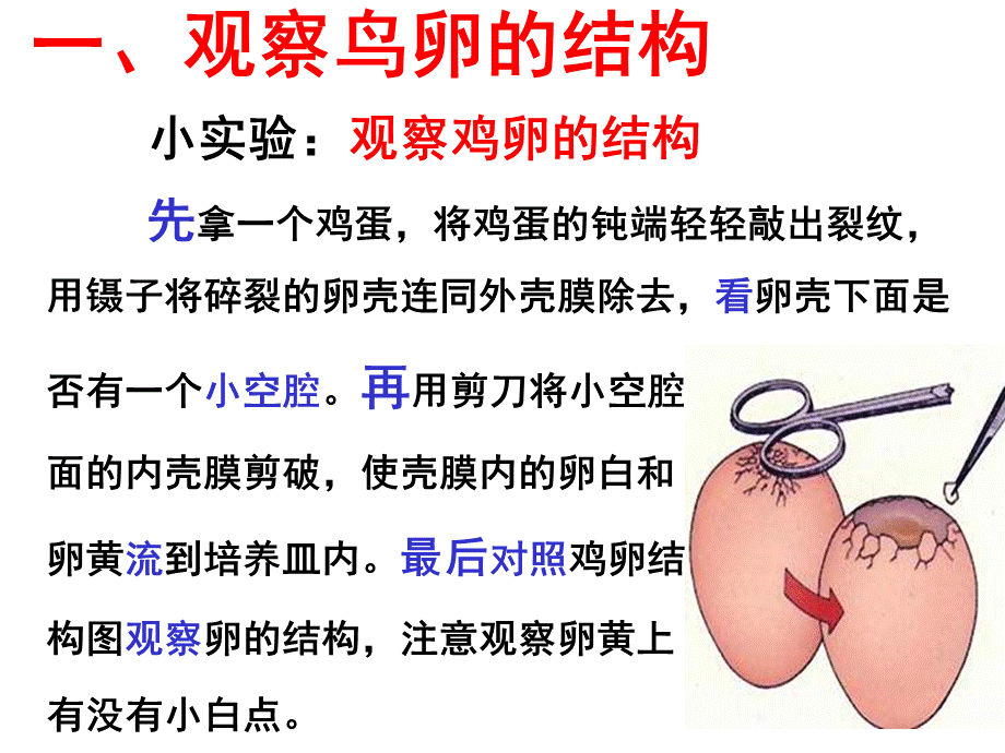 鸟的生殖与发育(好).ppt_第2页