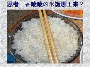 水稻的生长过程.ppt