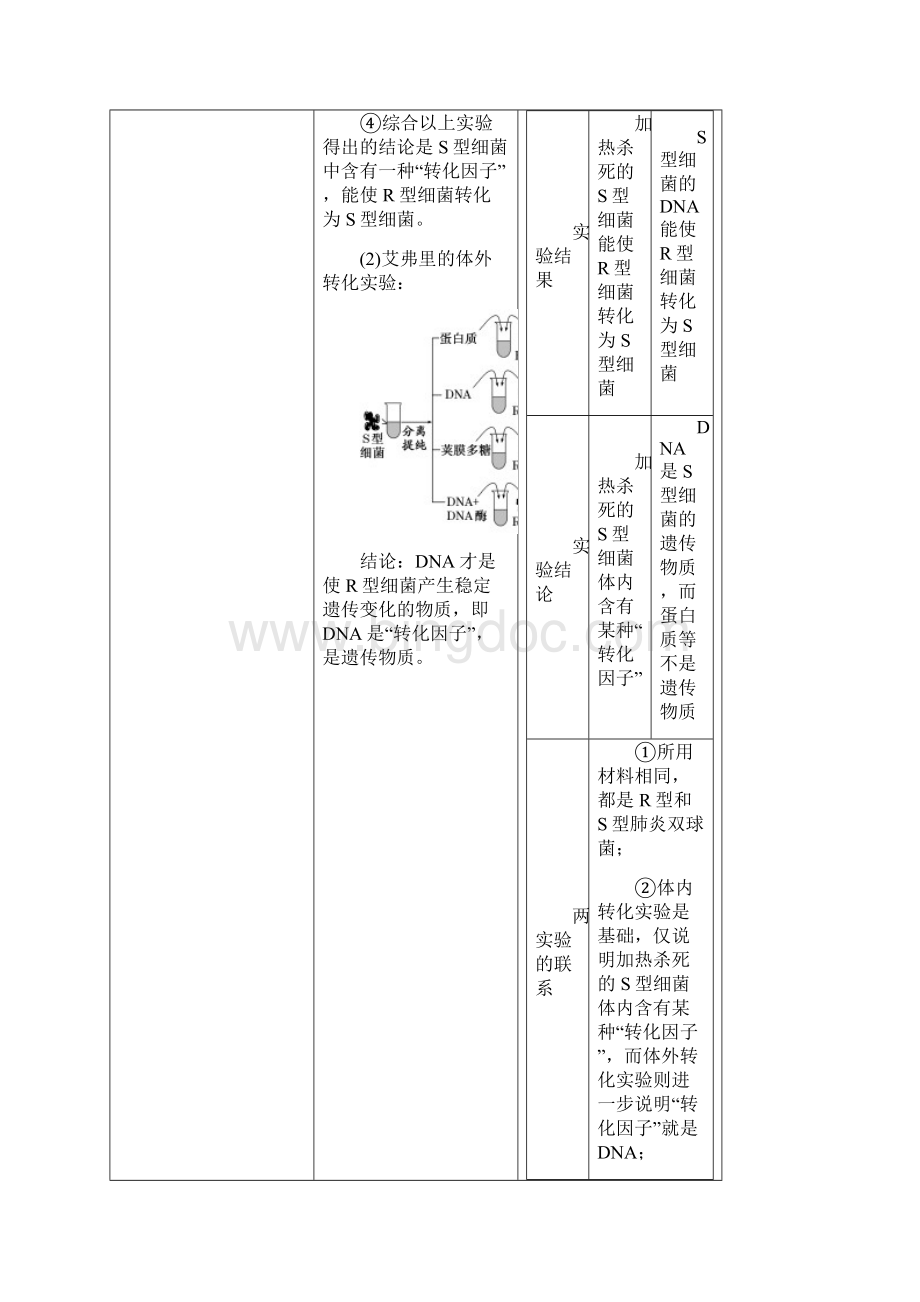 届一轮复习人教版DNA是主要的遗传物质学案.docx_第2页