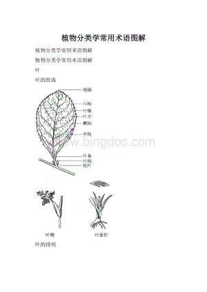 植物分类学常用术语图解.docx