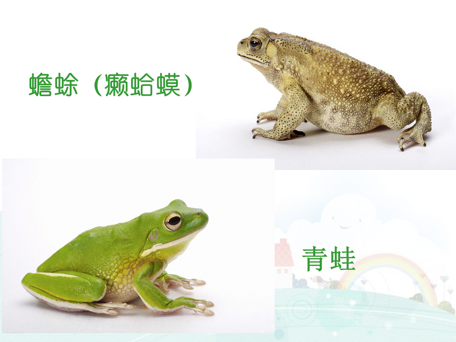 癞蛤蟆和小青蛙.ppt_第3页