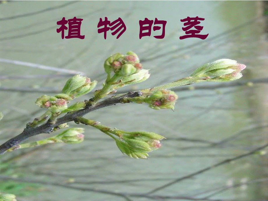 植物的茎.ppt