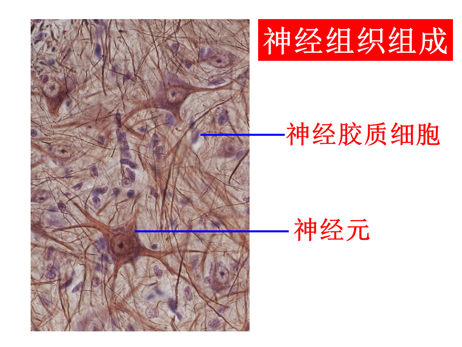 神经组织课件.ppt_第2页