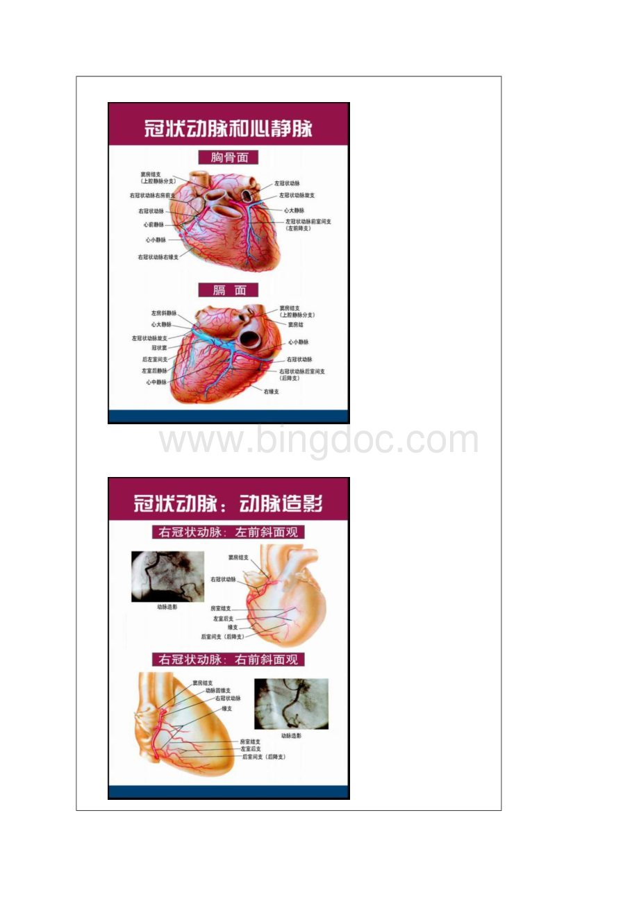 清晰心脏解剖图谱Word文档格式.docx_第3页