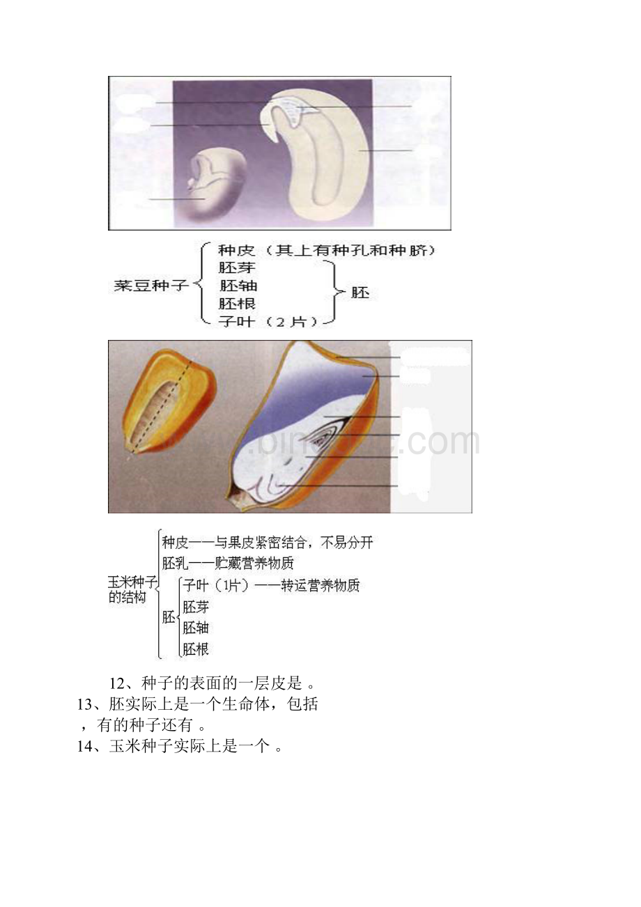 初级中学生物填图题及答案Word文档下载推荐.docx_第3页