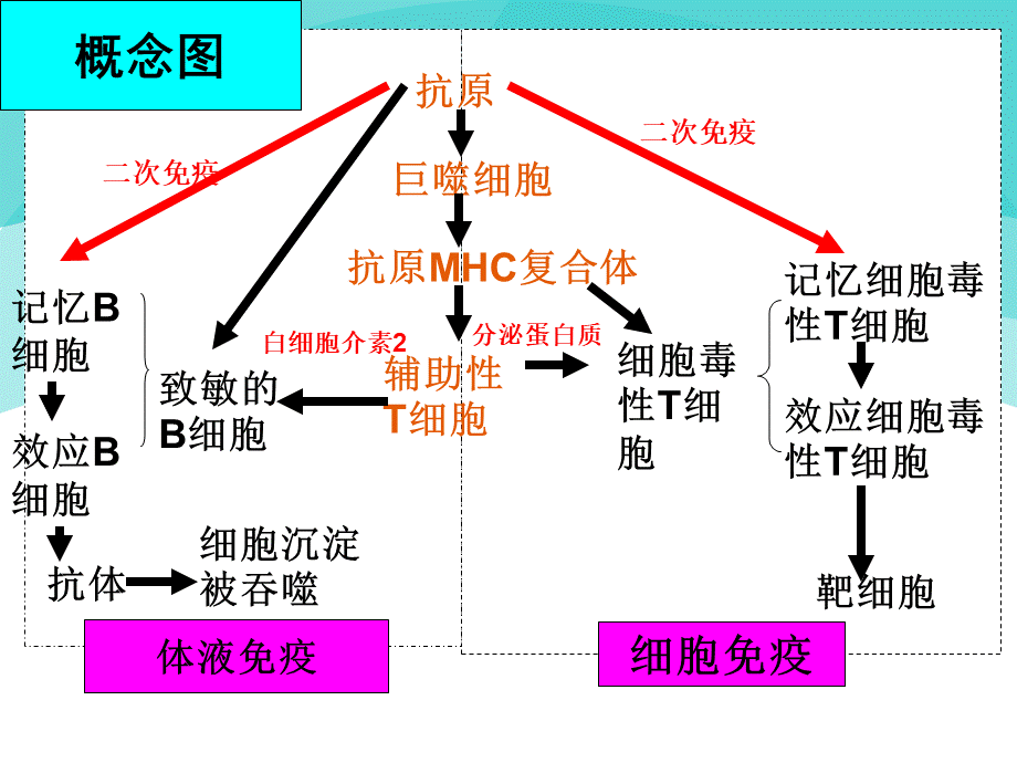 免疫系统的功能异常ppt.ppt_第2页