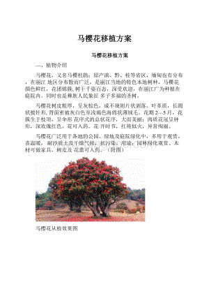 马樱花移植方案.docx