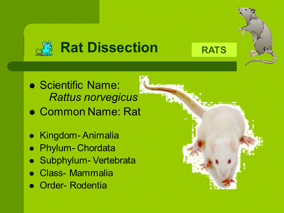 大鼠解剖图谱中英文.ppt_第2页