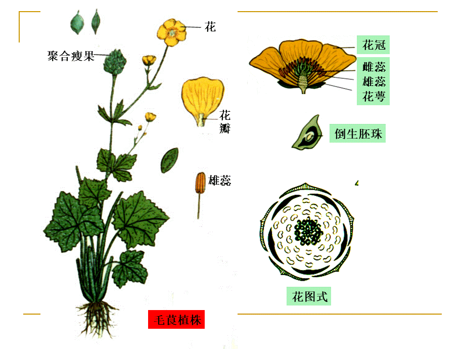 药用植物学课件被子植物代表植物(一).ppt_第2页
