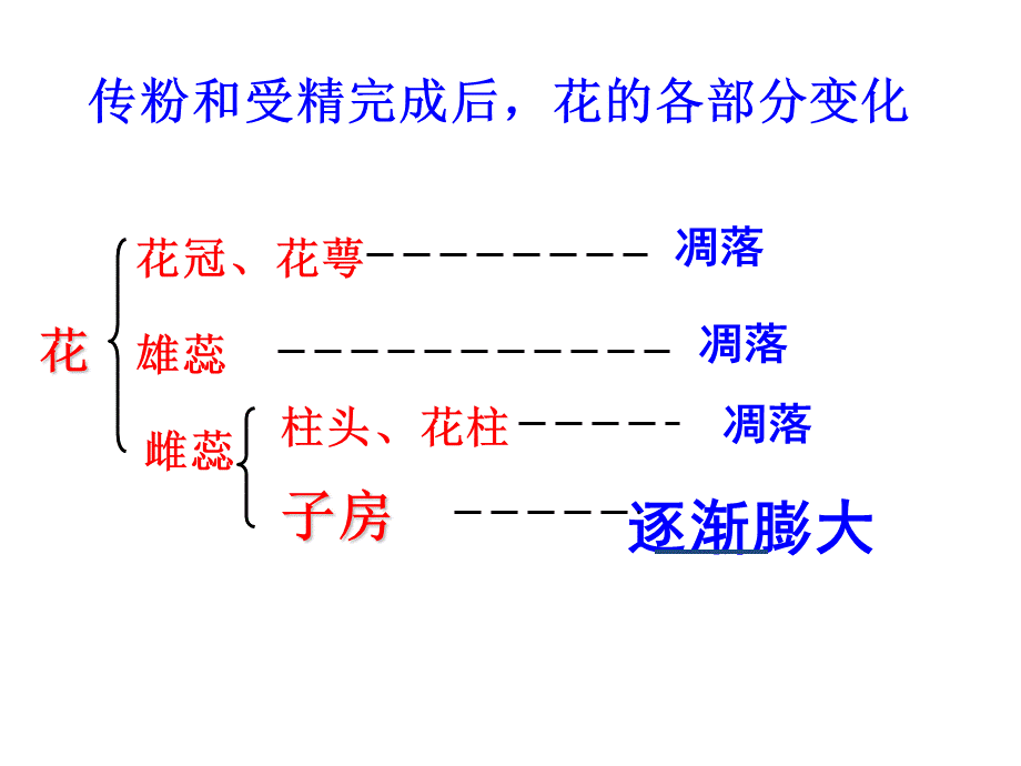 果实和种子的形成.ppt_第3页