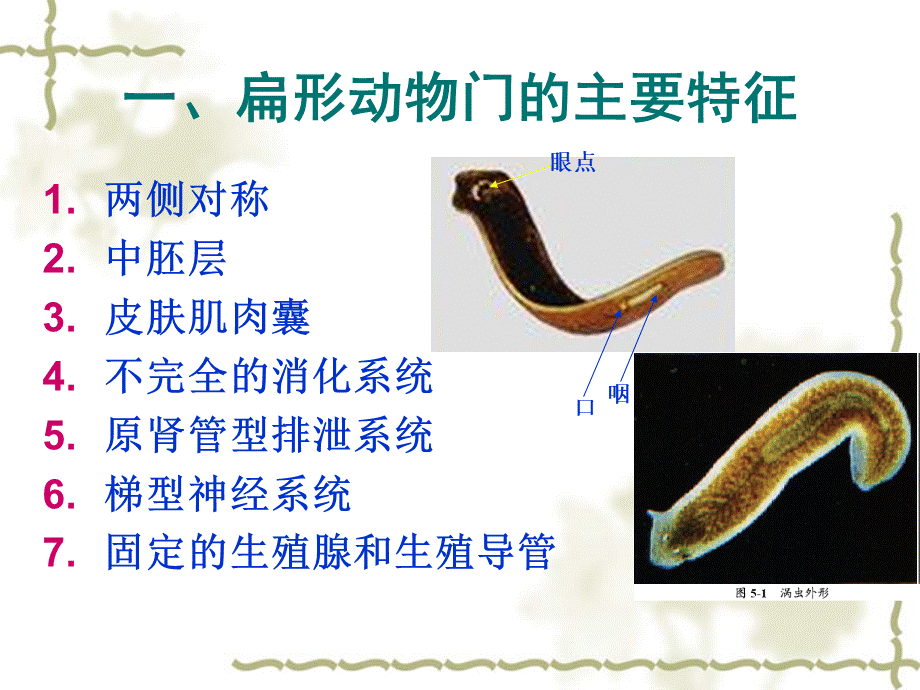 扁形动物门.ppt_第2页