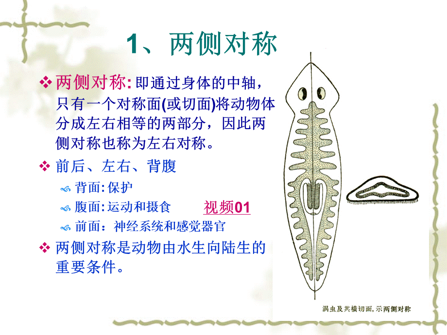 扁形动物门.ppt_第3页