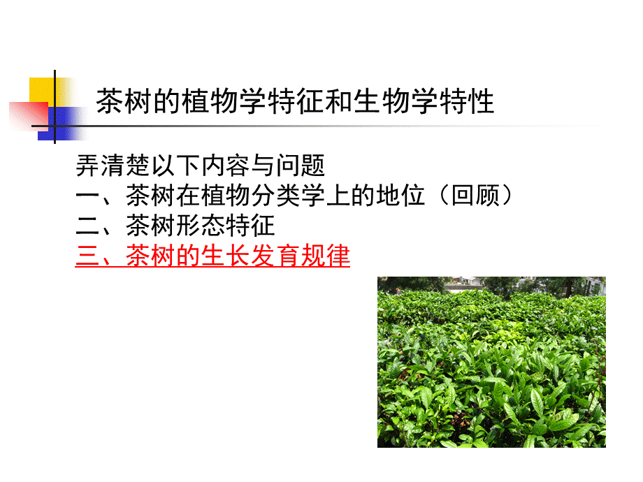 茶树的植物学特征和生物学特性(转载-老师课件).ppt