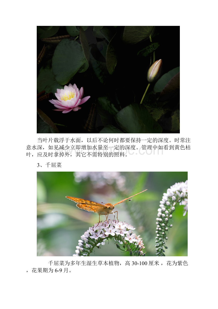 生态浮岛常见植物的培植要点.docx_第2页