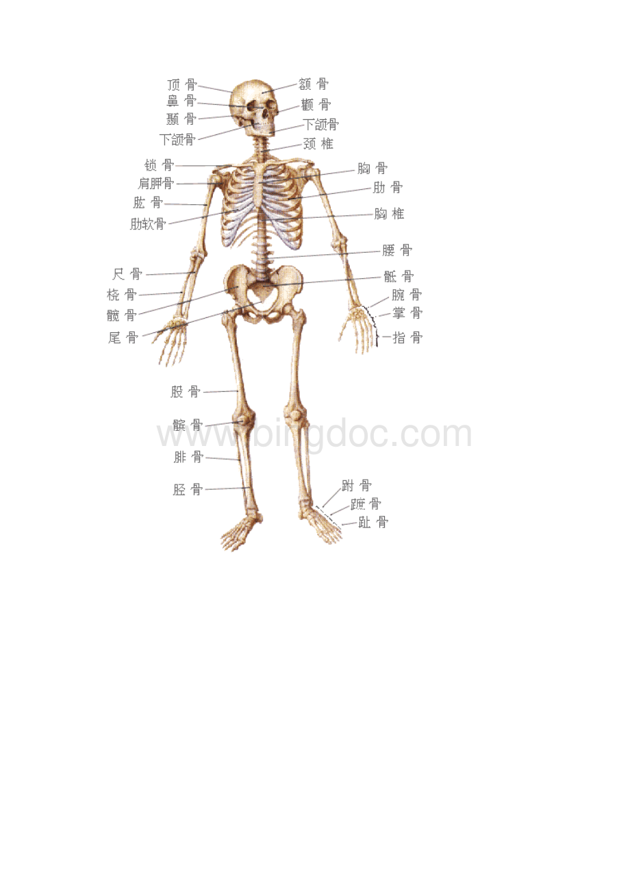 人体结构示意图.docx_第3页