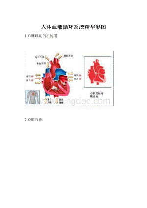 人体血液循环系统精华彩图.docx