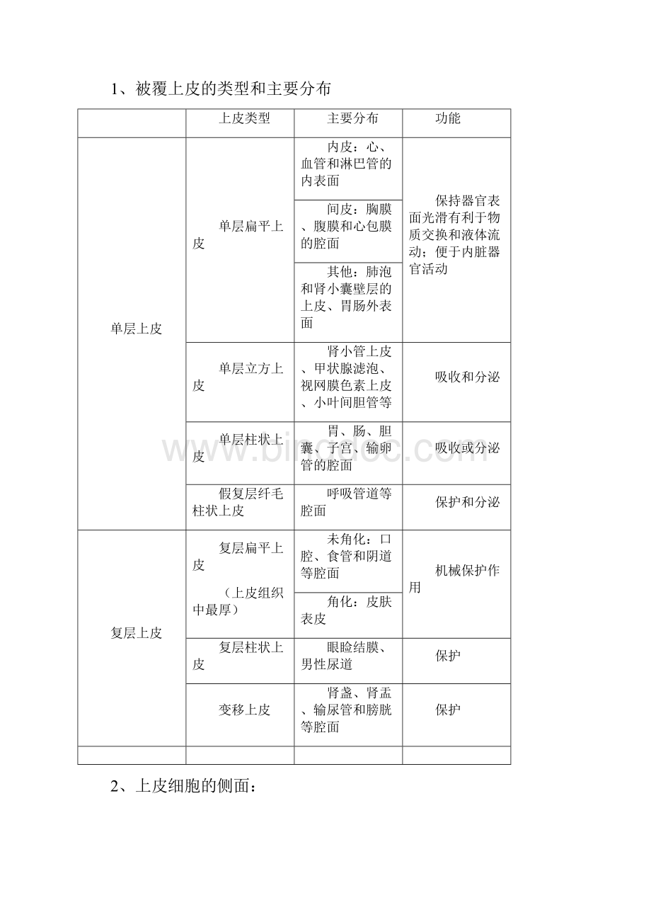 组织学与胚胎学重点归纳之令狐文艳创作.docx_第2页