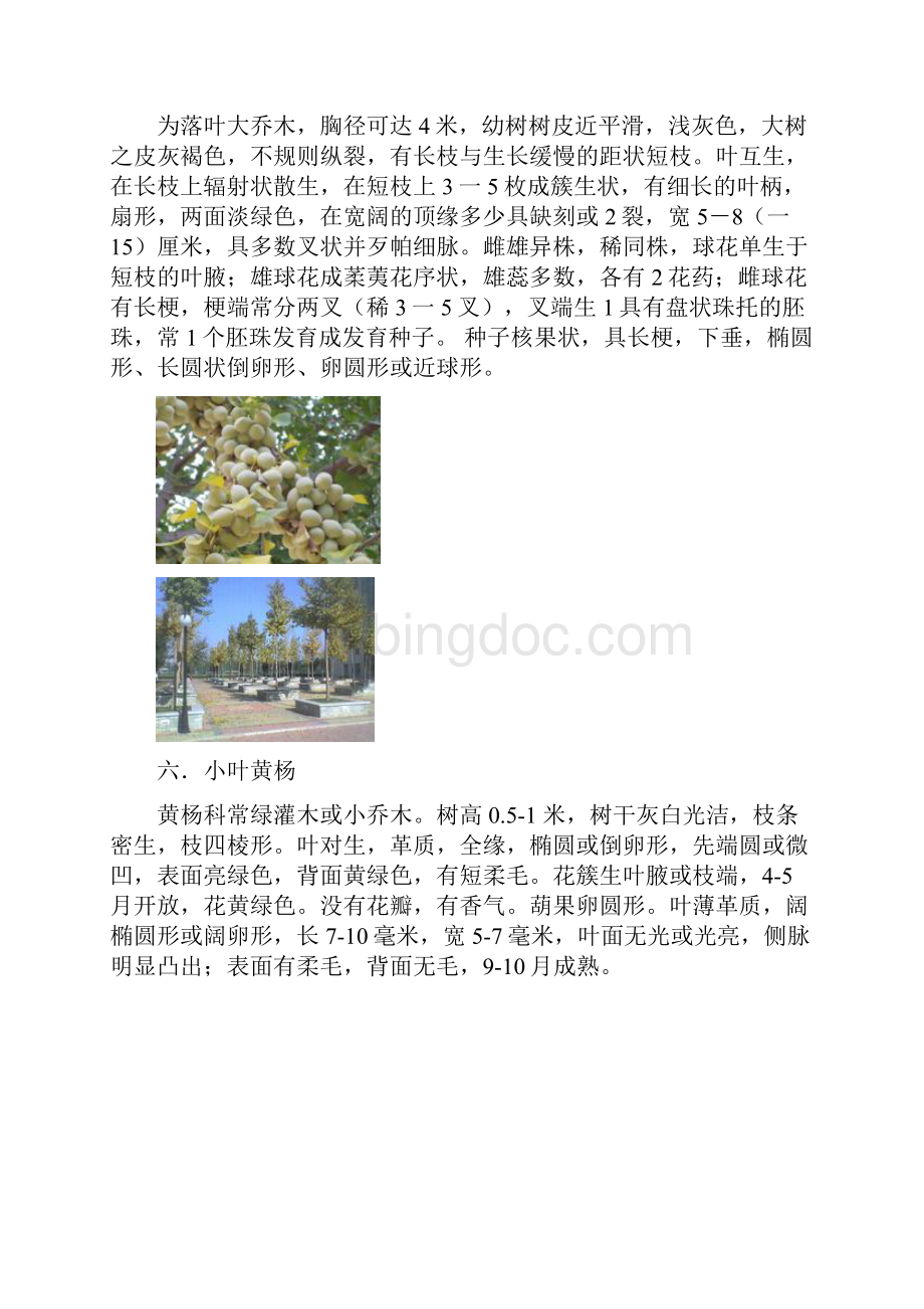 植物实习报告.docx_第3页