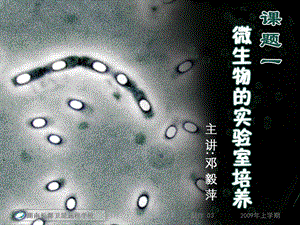 高二生物《微生物的实验室培养》课件.ppt