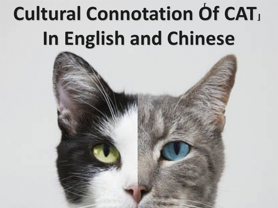 猫的中英文文化.ppt
