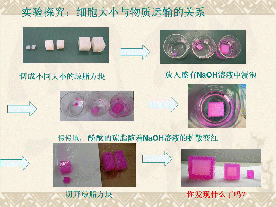 高中生物必修一第六章第一节PPT文档格式.ppt_第3页