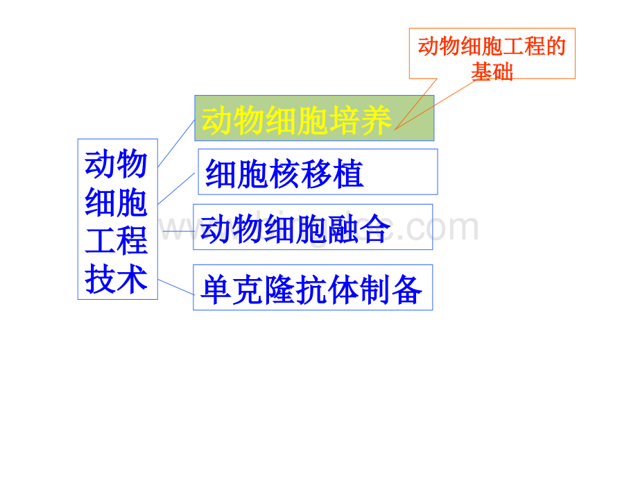 选修3动物细胞工程ppt.ppt_第2页