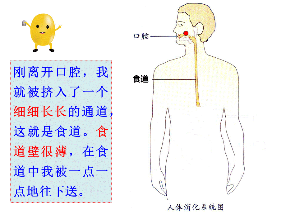 幼儿园健康《食物的旅行》.pptx_第3页