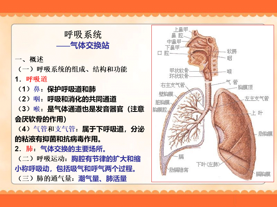 学前卫生学-呼吸系统.ppt_第2页