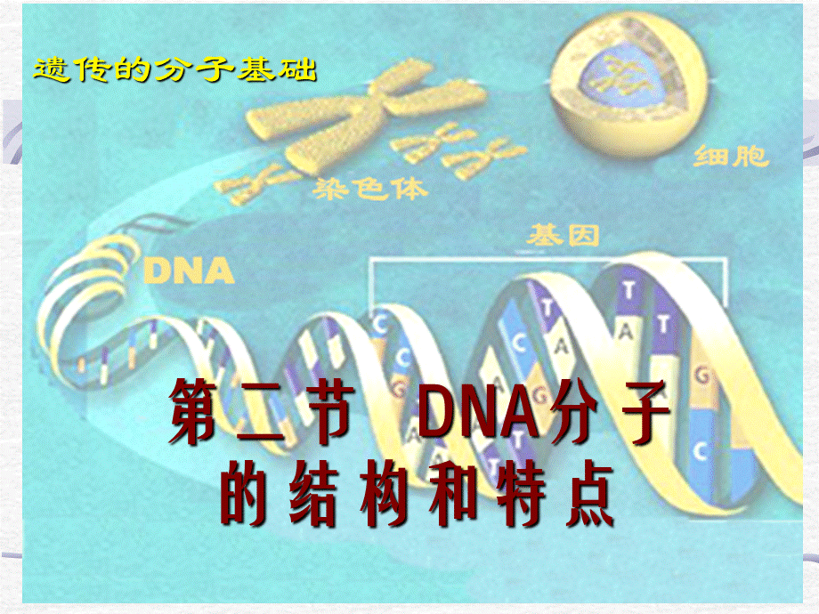 必修二DNA分子结构和特点.ppt