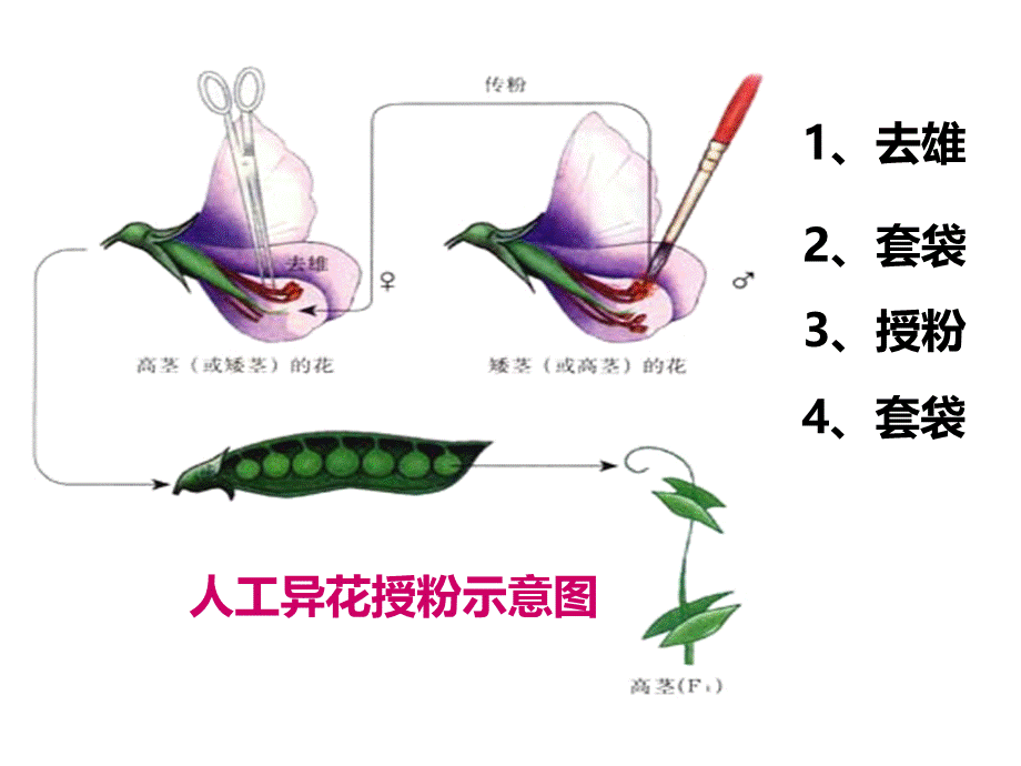 生物必修二孟德尔遗传定律复习.pptx_第3页