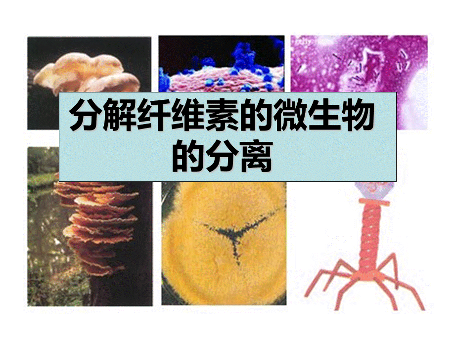 分解纤维素的微生物的分离(2.25)PPT文档格式.ppt_第1页