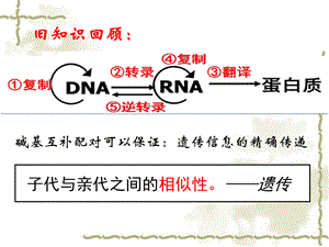 基因突变和基因重组(公开课).ppt