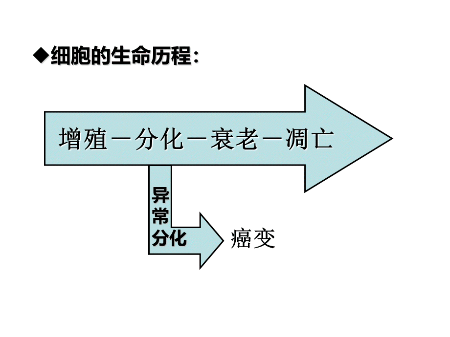 必修1-6-2细胞的分化、衰老、凋亡、癌变2.ppt