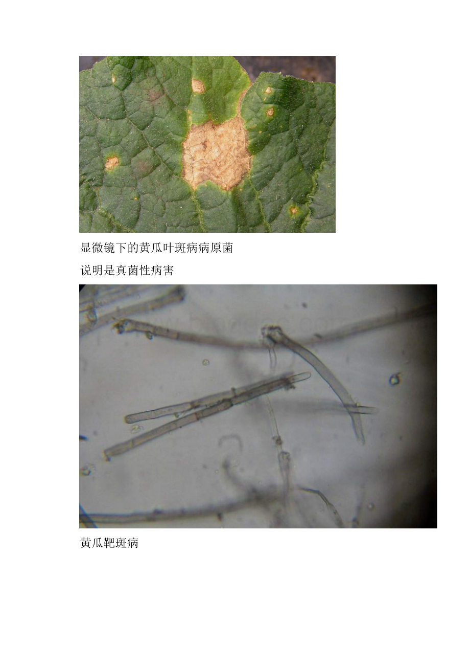 黄瓜病虫害实拍图片附显微镜镜检图.docx_第2页