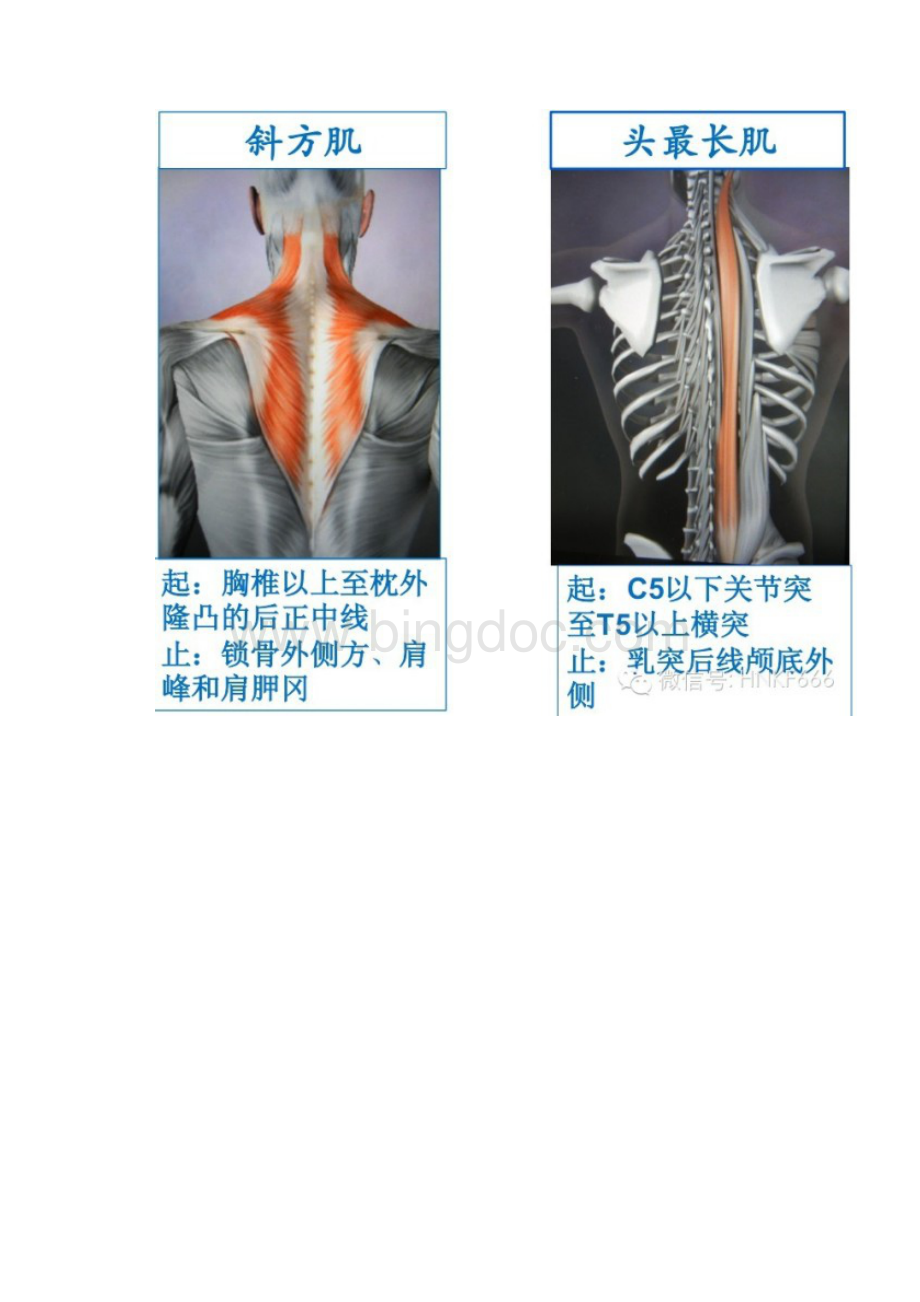 精美3D骨骼肌解剖图谱.docx_第3页