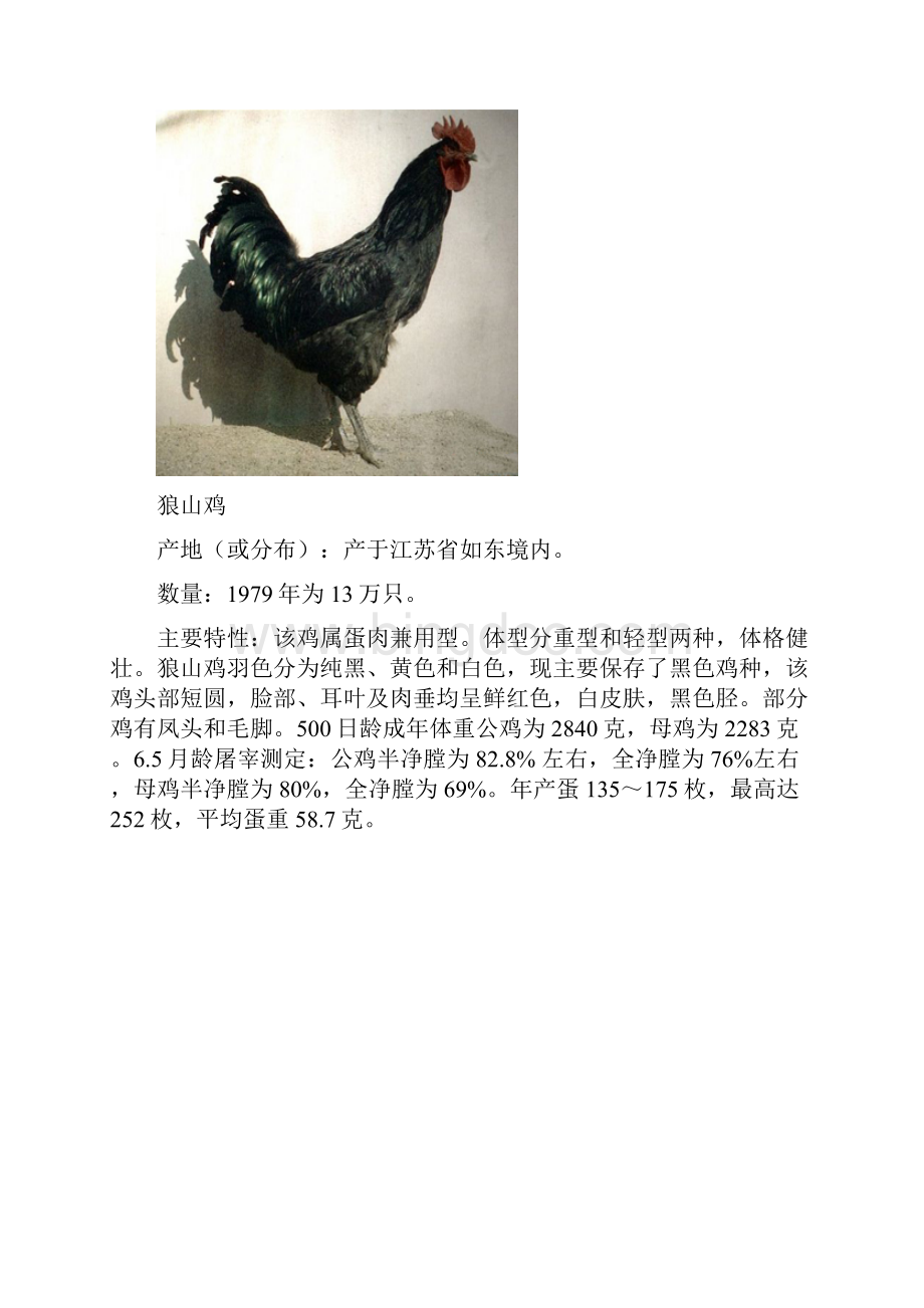 中国最全的鸡的种类资料.docx_第3页