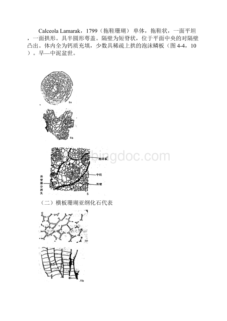 古生物化石鉴定.docx_第3页